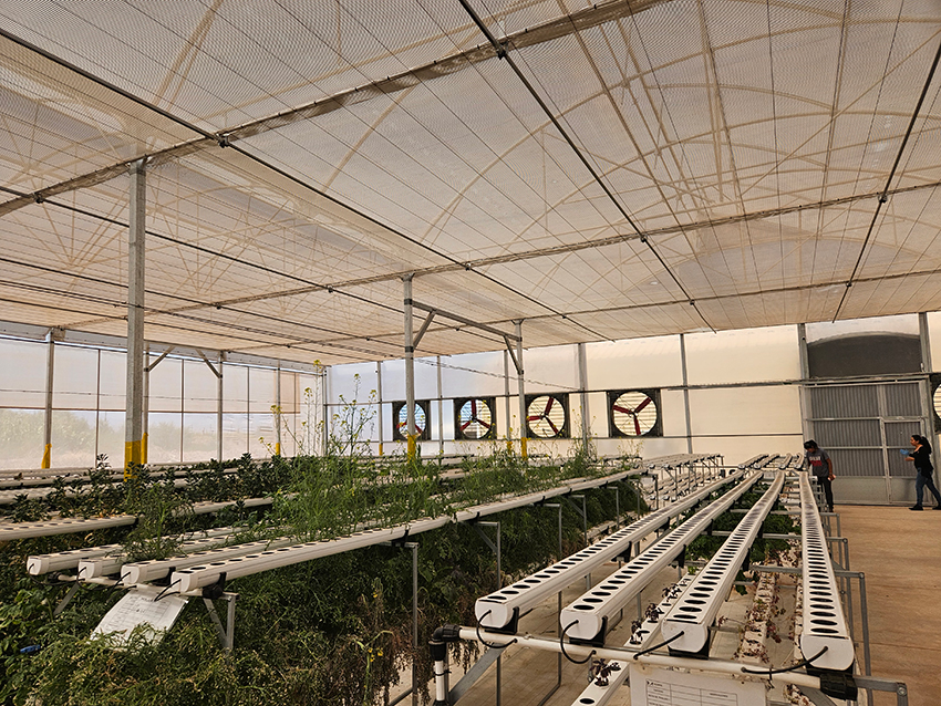 Invernadero SP 20251202_0000